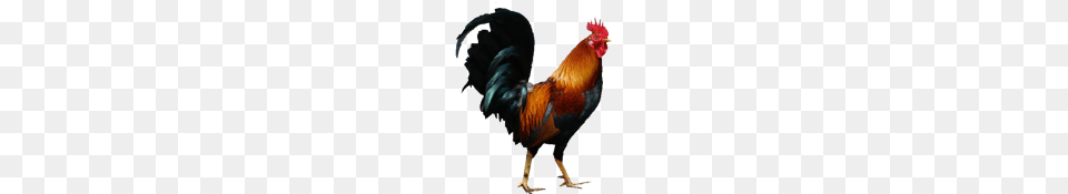 Cock, Animal, Bird, Chicken, Fowl Png