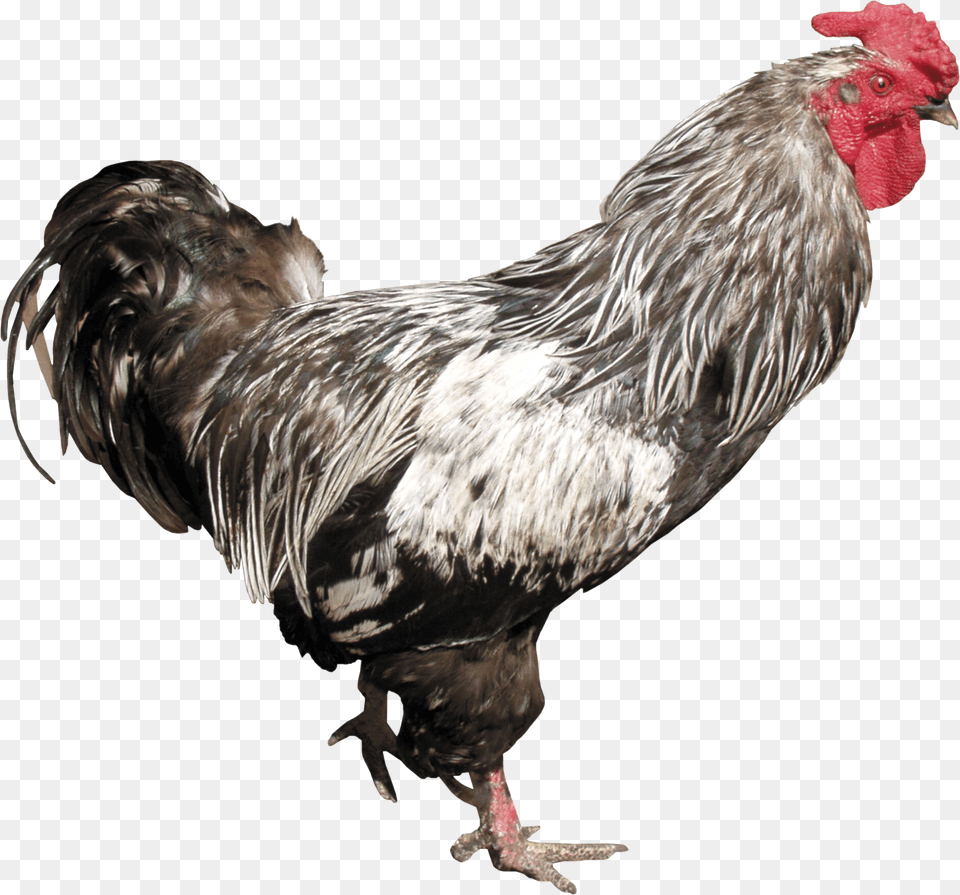 Cock, Animal, Bird, Chicken, Fowl Png Image