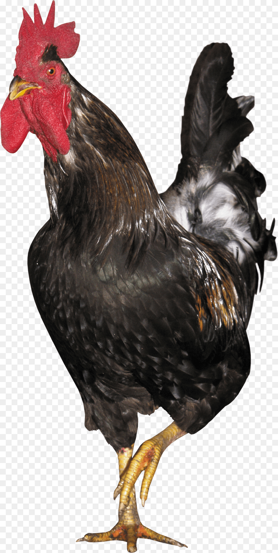 Cock, Animal, Bird, Chicken, Fowl Free Transparent Png