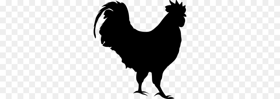 Cock Gray Png Image