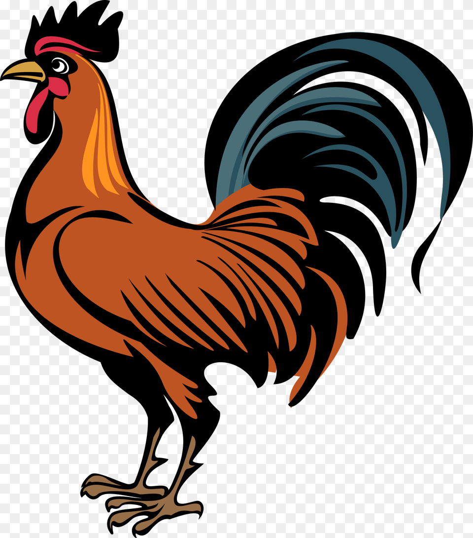 Cock, Animal, Bird, Fowl, Poultry Free Png