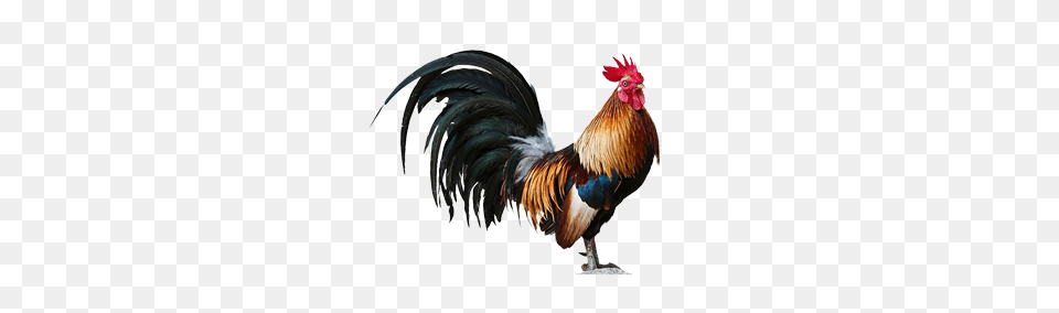 Cock, Animal, Bird, Chicken, Fowl Free Transparent Png