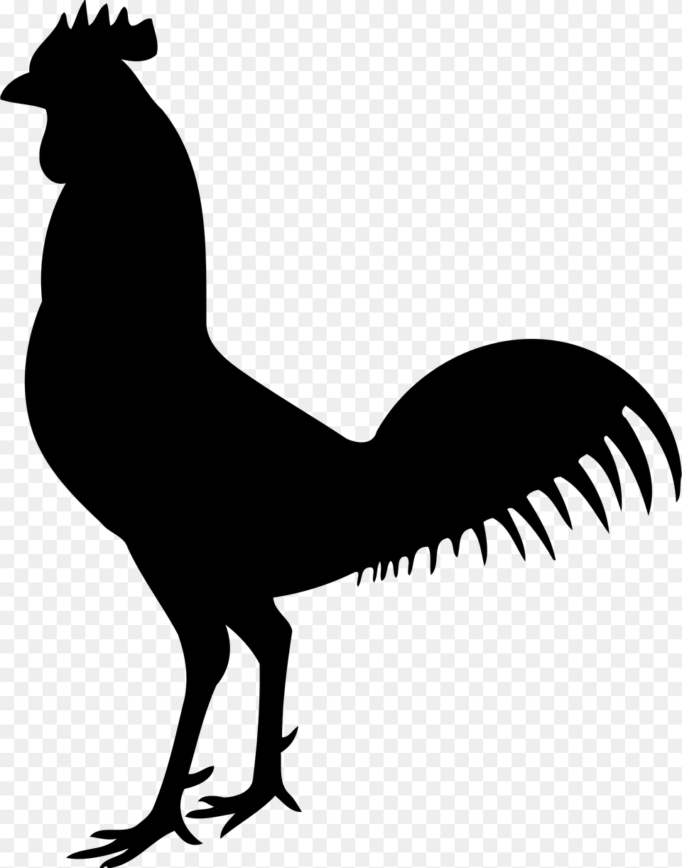 Cock, Gray Free Png Download