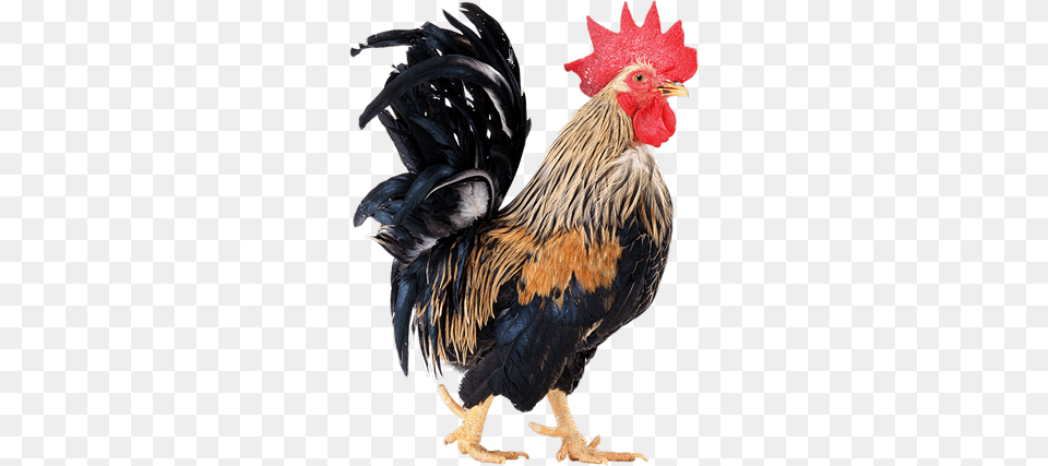 Cock, Animal, Bird, Chicken, Fowl Free Transparent Png