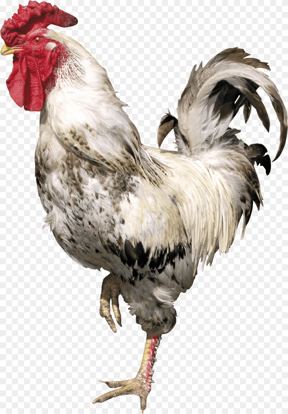 Cock, Animal, Bird, Chicken, Fowl Free Png Download