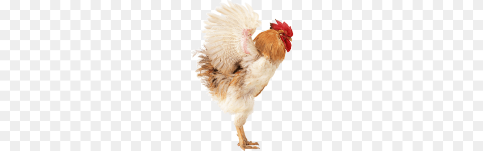 Cock, Animal, Bird, Chicken, Fowl Png