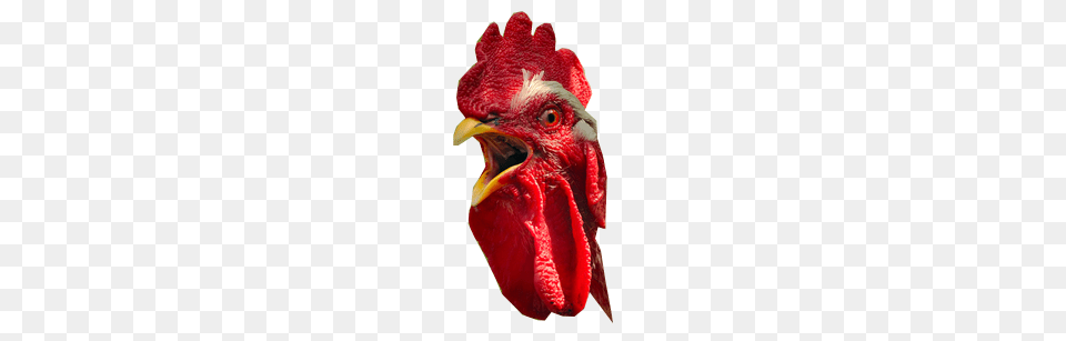Cock, Animal, Bird, Chicken, Fowl Free Transparent Png