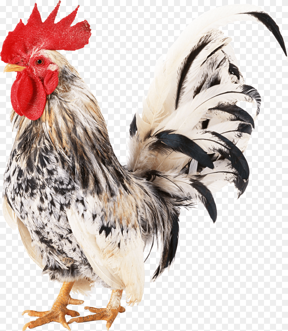 Cock, Animal, Bird, Chicken, Fowl Png Image