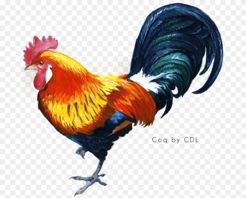 Cock, Animal, Bird, Chicken, Fowl Free Png Download
