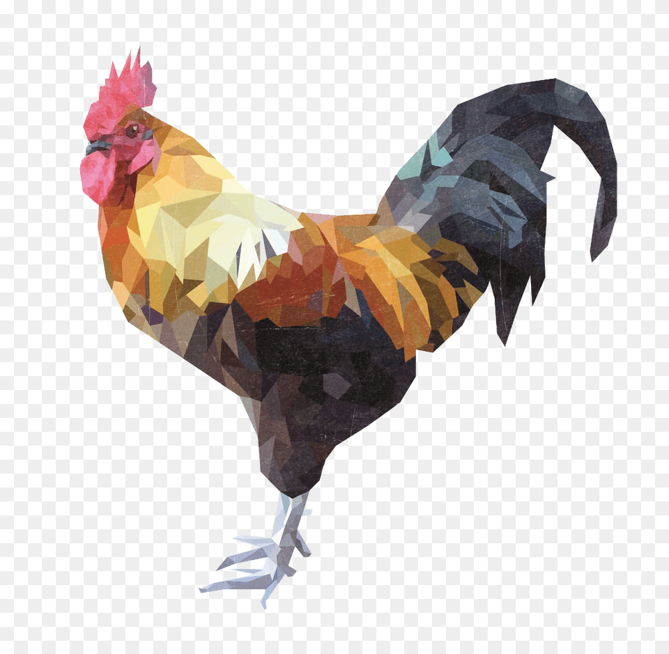 Cock, Animal, Bird, Fowl, Poultry Png