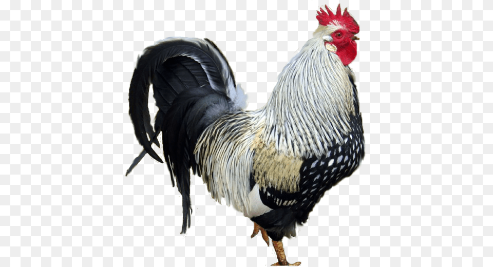 Cock, Animal, Bird, Chicken, Fowl Free Transparent Png