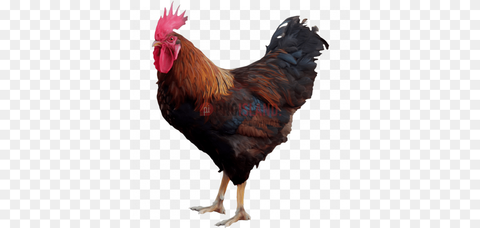 Cock Chicken Rooster Image With Hen, Animal, Bird, Fowl, Poultry Free Png