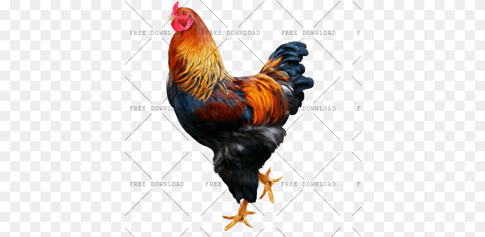 Cock Chicken Rooster With Rooster, Animal, Bird, Fowl, Poultry Png Image