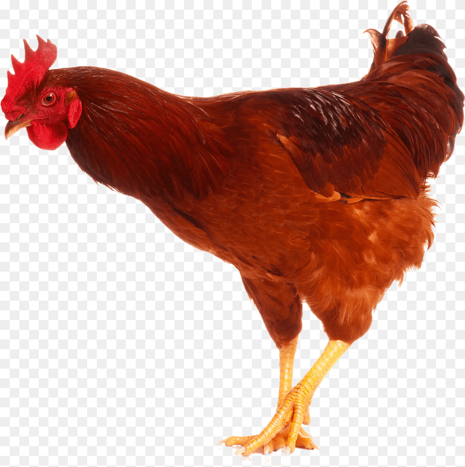 Cock Chicken With Prosthetic Leg, Animal, Bird, Fowl, Poultry Free Transparent Png