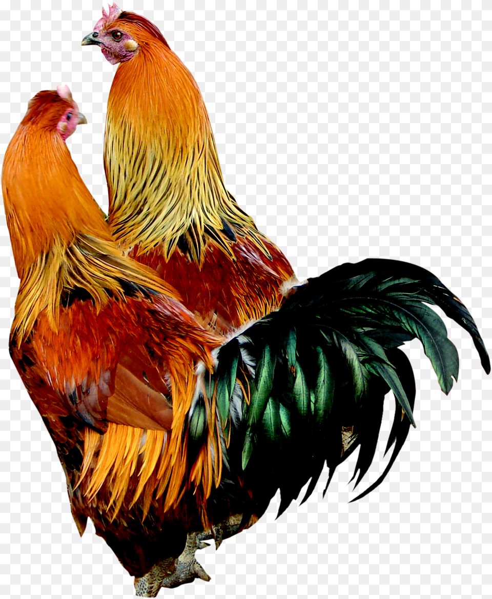 Cock Cock Hd, Animal, Bird, Chicken, Fowl Free Transparent Png
