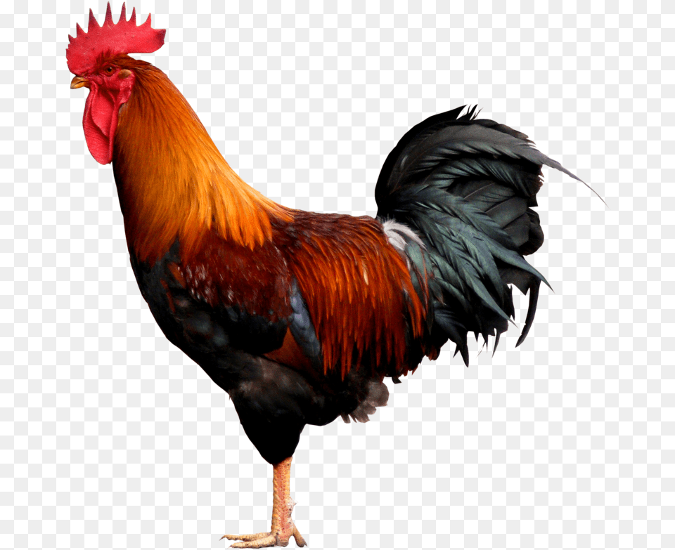 Cock Fight Cock, Animal, Bird, Chicken, Fowl Png Image