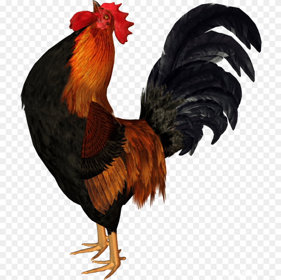 Cock Hd Animated Rooster, Animal, Bird, Chicken, Fowl Png Image