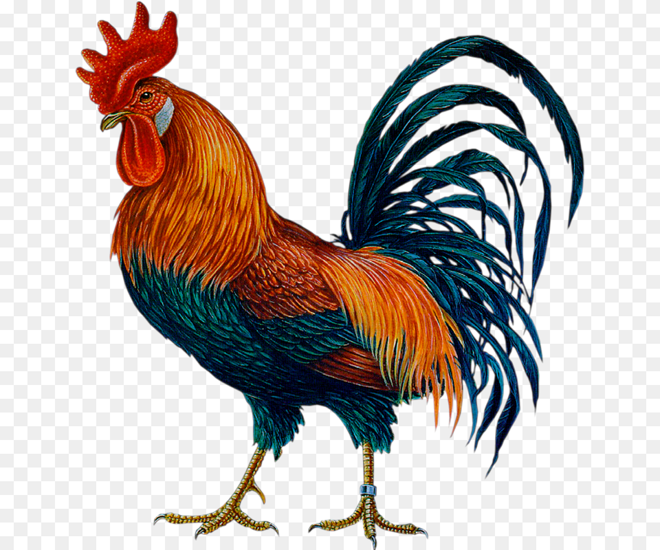 Cock Hd Cock Hd Images, Animal, Bird, Chicken, Fowl Png