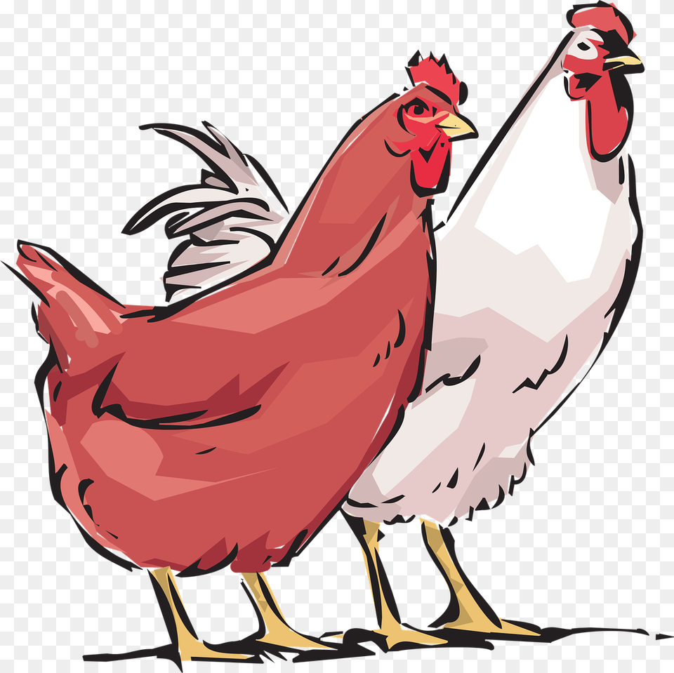 Cock Hd Transparent Hens Clipart, Animal, Bird, Chicken, Fowl Png Image