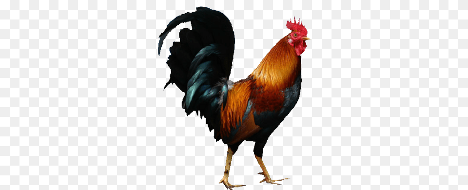 Cock Rooster, Animal, Bird, Chicken, Fowl Png