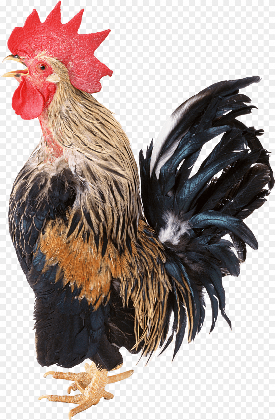 Cock Rooster, Animal, Bird, Chicken, Fowl Free Transparent Png