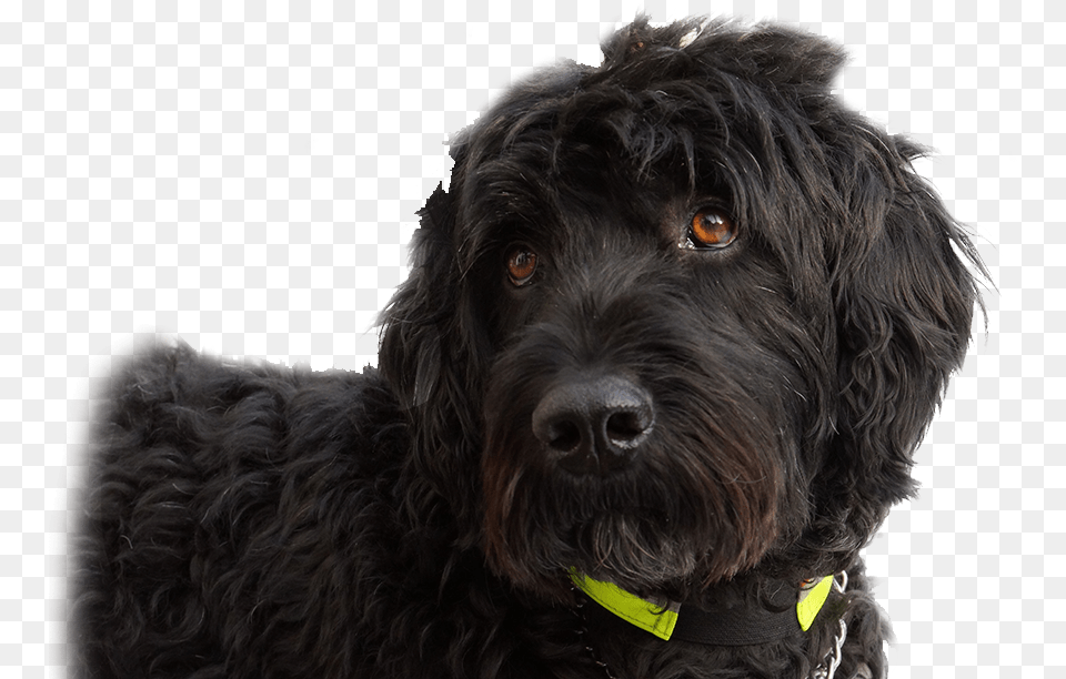 Cockapoo Goldendoodle Portuguese Water Dog Schnoodle Labradoodle, Animal, Canine, Mammal, Pet Free Png
