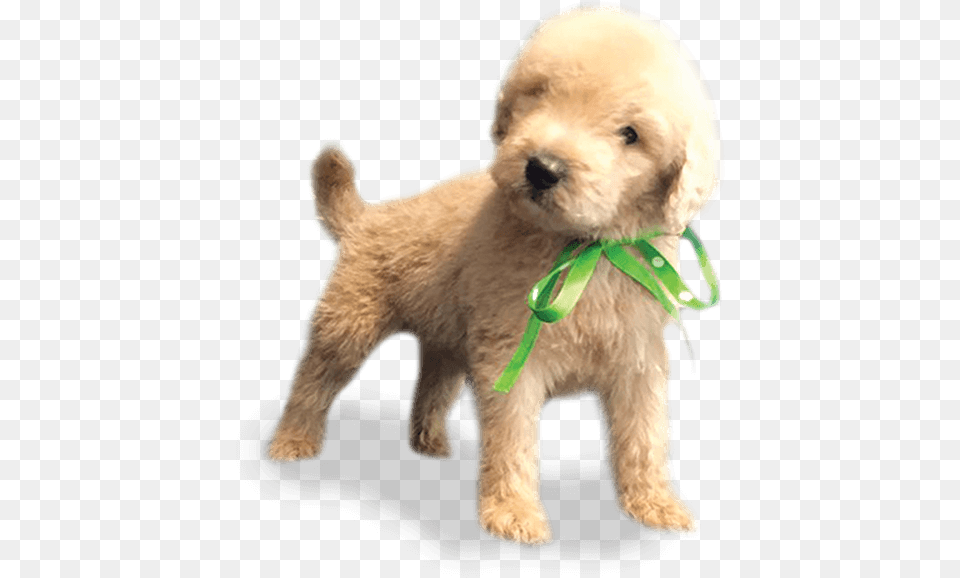 Cockapoo Miniature Poodle Schnoodle Goldendoodle Toy Toy Poodle, Animal, Canine, Dog, Mammal Free Transparent Png