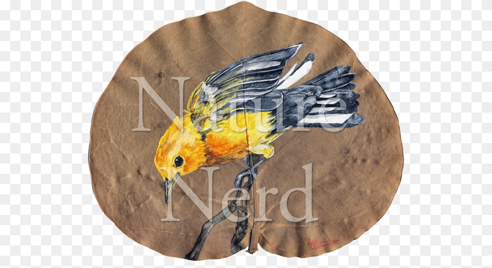 Cockatiel, Animal, Bird, Finch, Canary Png