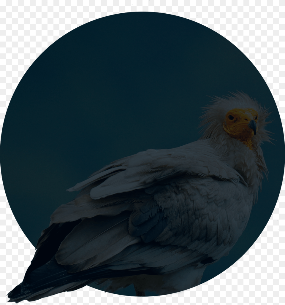 Cockatiel, Animal, Bird, Vulture, Condor Png Image