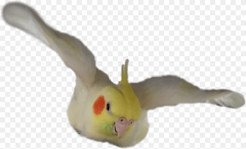 Cockatiel Bird Flying Cockatiel Flying Background, Animal, Parakeet, Parrot Free Transparent Png