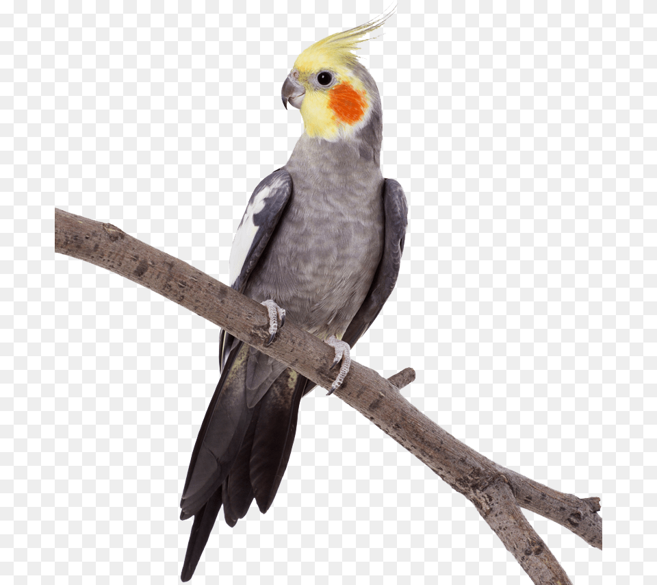 Cockatiel Parrot Parrot Perching, Animal, Bird Png Image