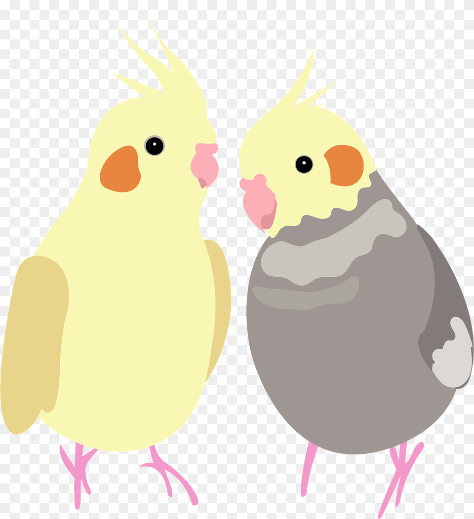 Cockatiel Quarrion Bird Clipart, Animal, Beak, Parrot Png Image