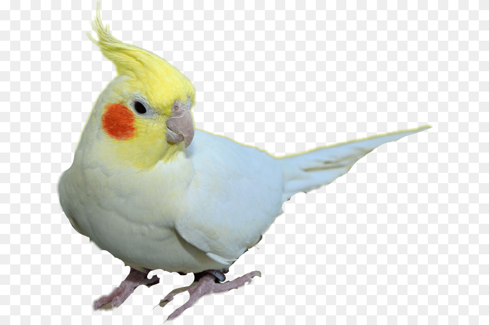 Cockatiel Transparent Background, Animal, Bird, Parrot, Parakeet Png Image