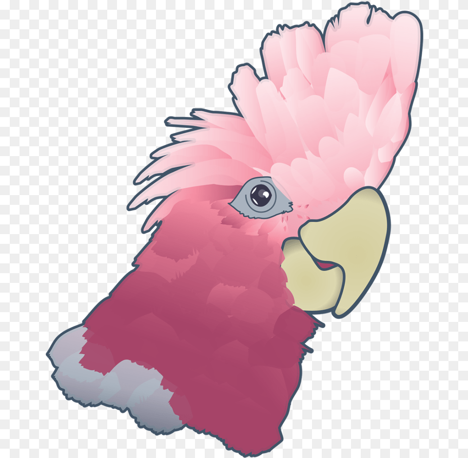 Cockatoo, Animal, Bird, Parrot, Baby Free Png Download