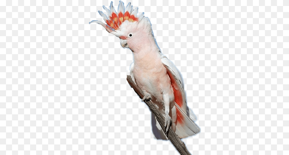 Cockatoo Bird Major Mitchell39s Cockatoo Wings, Animal, Parrot Free Png Download