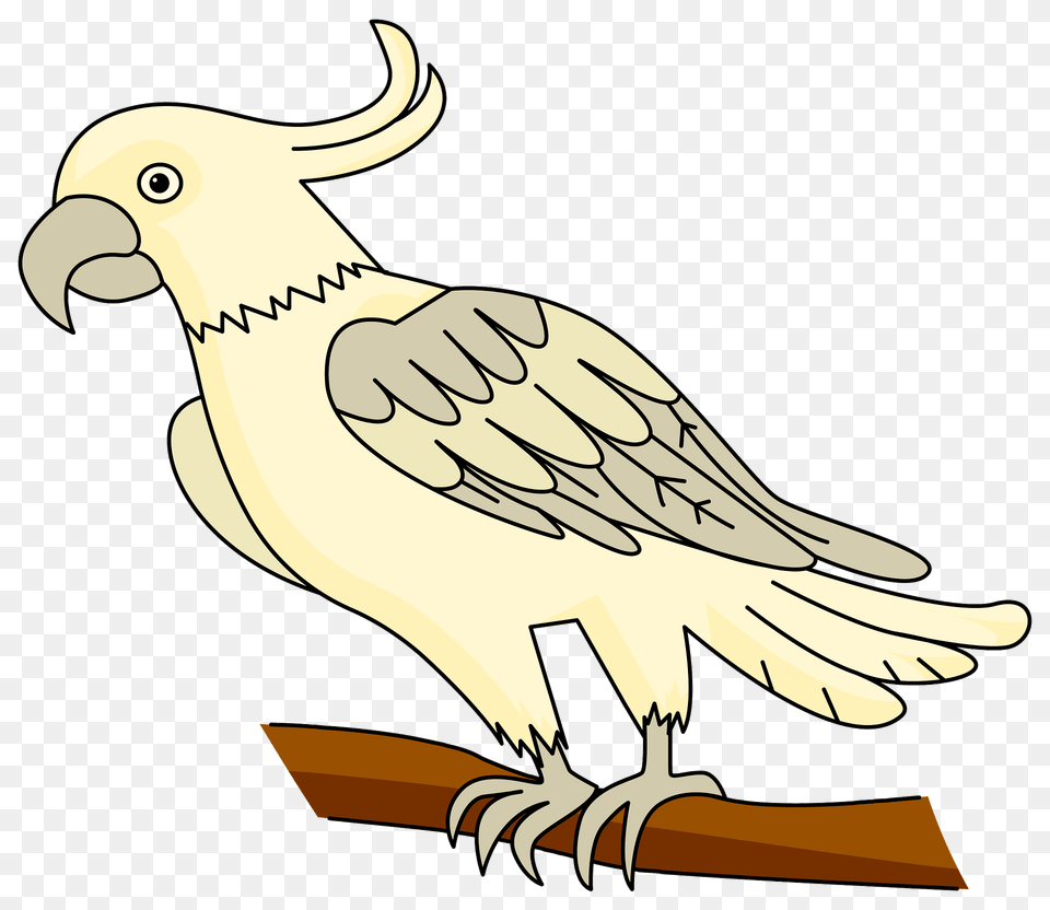 Cockatoo Clipart, Animal, Beak, Bird, Fish Png