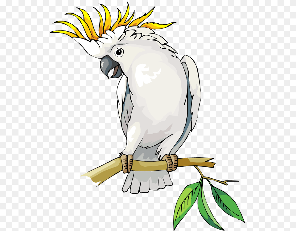Cockatoo Cockatoo Bird Clip Art, Animal, Parrot Png Image