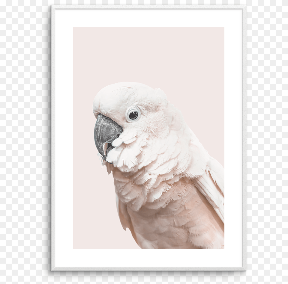 Cockatoo On Blush Cockatoo, Animal, Bird, Parrot Free Png