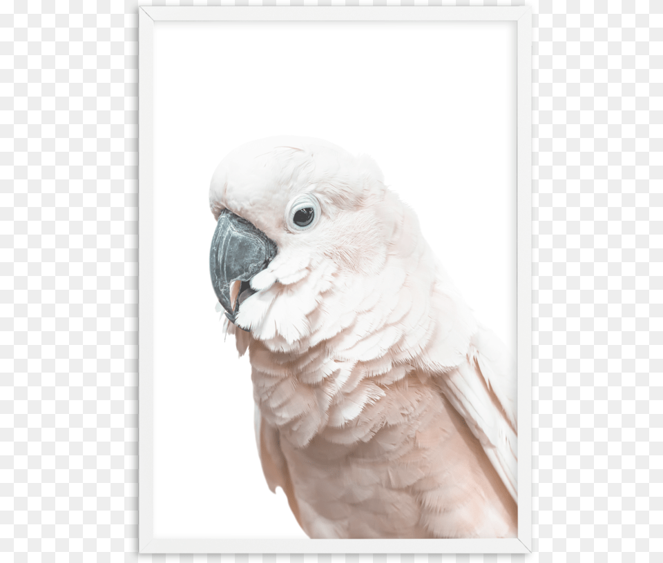 Cockatoo On White Cockatoo, Animal, Bird, Parrot Free Transparent Png