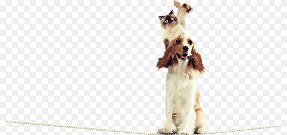 Cocker Spaniel, Mammal, Animal, Canine, Dog Free Transparent Png