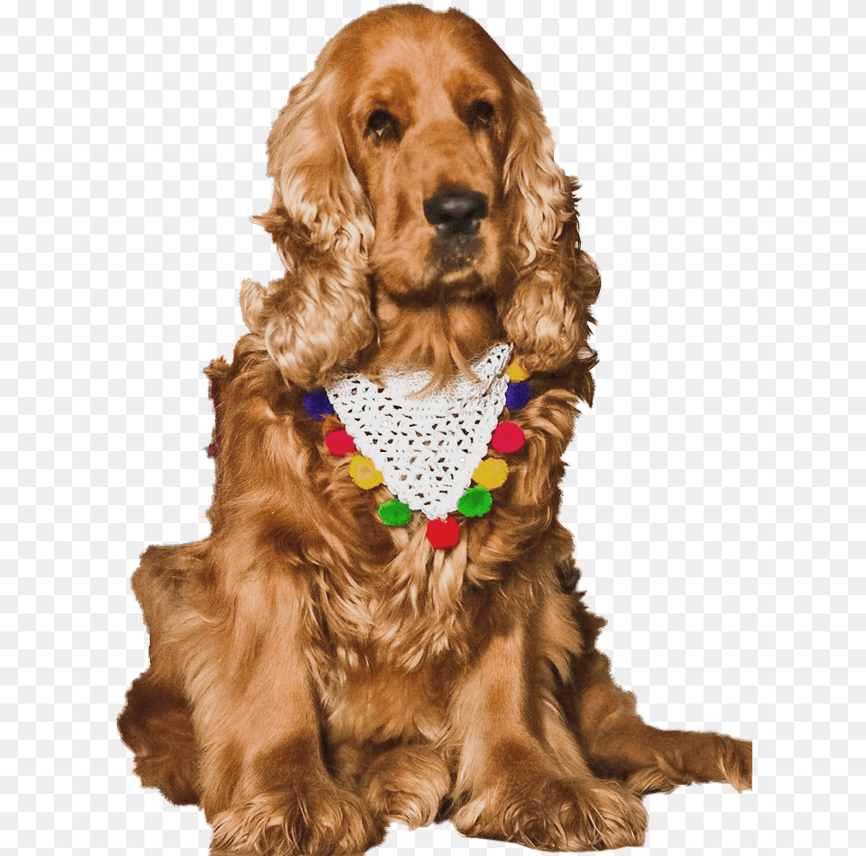 Cocker Spaniel, Animal, Canine, Dog, Mammal Png Image