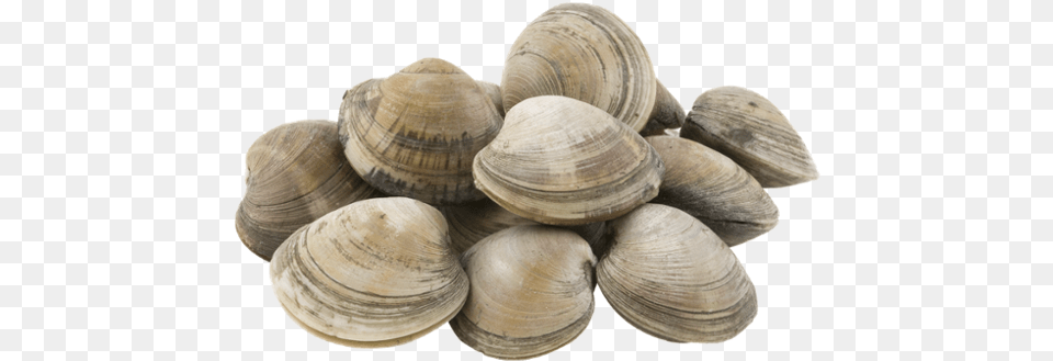 Cockle, Animal, Clam, Food, Invertebrate Free Png