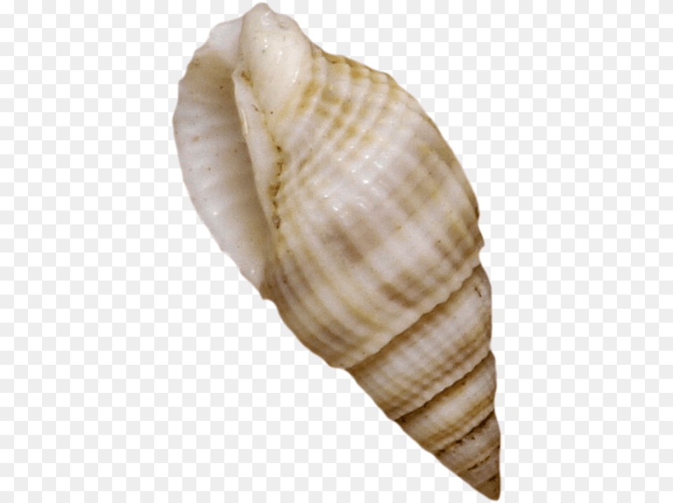 Cockle Seashell Mussel Shellfish Seashell, Animal, Invertebrate, Sea Life, Conch Png Image