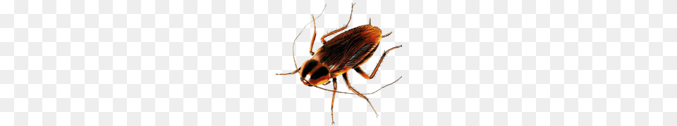 Cockroach, Animal, Insect, Invertebrate Free Transparent Png