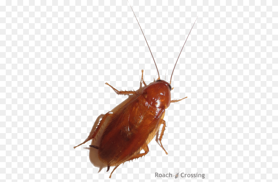 Cockroach, Animal, Insect, Invertebrate Free Transparent Png