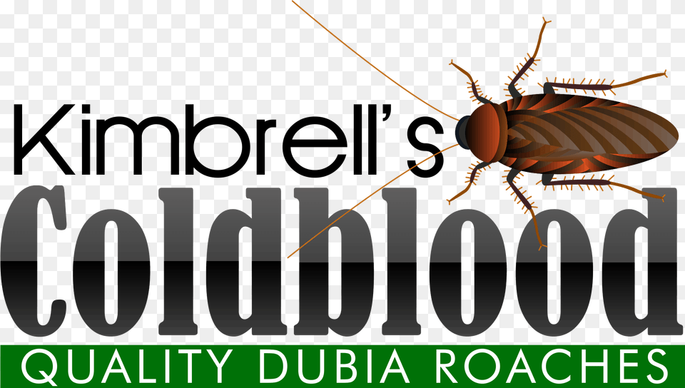 Cockroach, Animal, Insect, Invertebrate Free Png