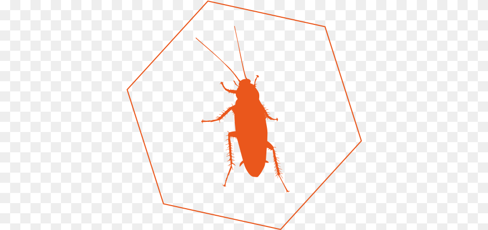 Cockroach, Animal, Insect, Invertebrate Png Image