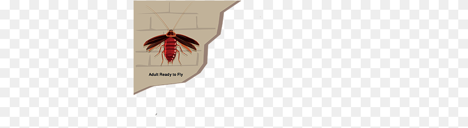 Cockroach, Animal, Insect, Invertebrate Png Image