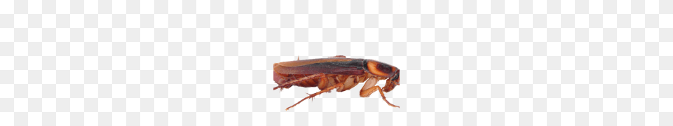 Cockroach, Animal, Food, Invertebrate, Lobster Free Png Download