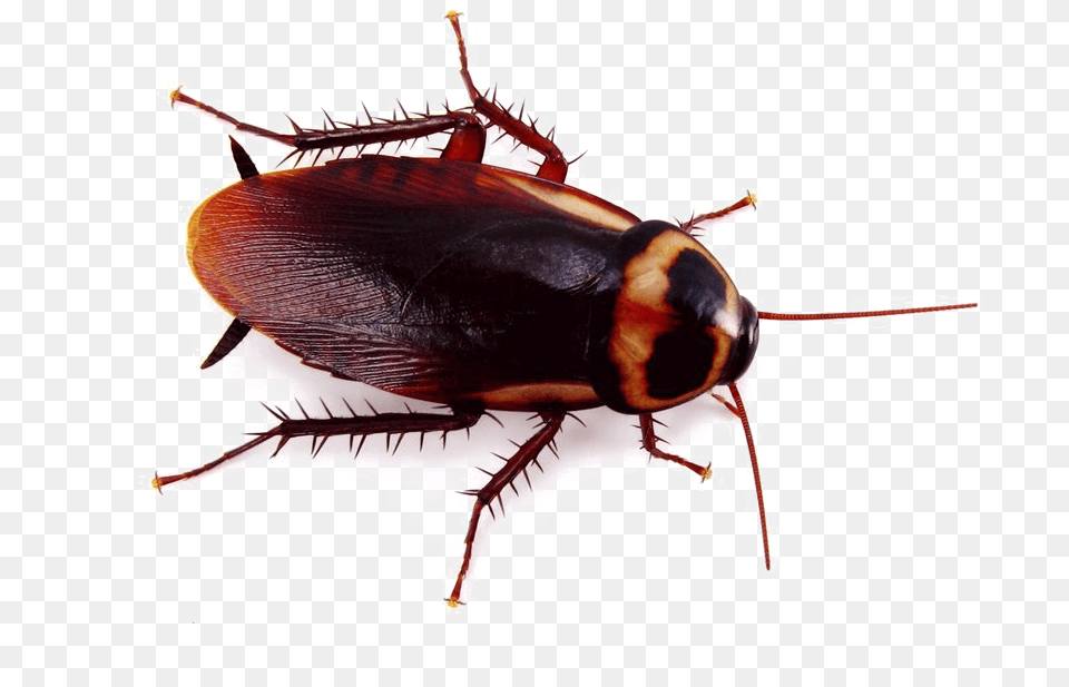 Cockroach Background Cockroach, Animal, Insect, Invertebrate Free Png Download